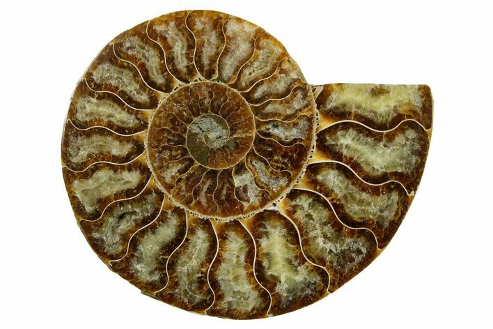 Cut & Polished Ammonite Fossil (Half) - Madagascar #354145